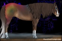 Horse Color:Liver Chestnut Splash 