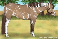 Horse Color:White Spotted Liver Red Dun Sabino Appaloosa 