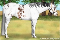 Horse Color:Brown Sabino Appaloosa