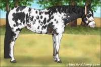Horse Color:Liver Chestnut Sabino Appaloosa