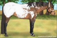 Horse Color:White Spotted Buckskin Sabino Appaloosa 