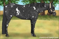 Horse Color:White Spotted Black Sabino Appaloosa