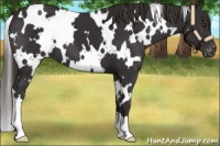 Horse Color:White Spotted Liver Chestnut Varnish 