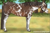 Horse Color:Liver Chestnut Sabino