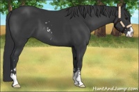 Horse Color:Black Sabino