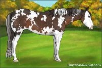 Horse Color:White Spotted Liver Chestnut Sabino Splash