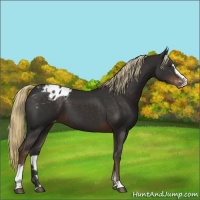 Horse Color:Liver Chestnut Sabino Appaloosa 
