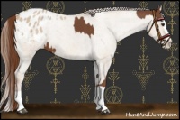 Horse Color:Chestnut Splash Appaloosa and Red Dun Splash Appaloosa