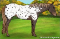 Horse Color:Liver Red Roan Appaloosa 