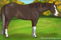 Horse Color:Liver Chestnut Sabino Splash 