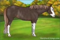 Horse Color:Liver Chestnut Sabino Splash Rabicano 