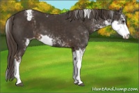 Horse Color:Liver Chestnut Sabino Appaloosa 