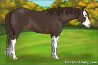Horse Color:Liver Chestnut Sabino Splash Varnish 