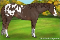 Horse Color:Liver Chestnut Sabino Splash Appaloosa 