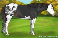 Horse Color:Liver Chestnut Sabino Splash Appaloosa 
