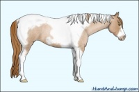 Horse Color:Red Roan Pearl Tobiano Frame 