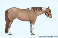 Horse Color:Black Pearl Tobiano 