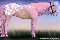 Horse Color:Watercolor Brown Appaloosa