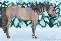 Horse Color:Nacre Brown Dun