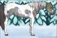 Horse Color:Nacre Black Tobiano Rabicano