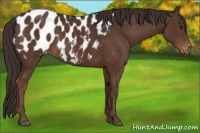 Horse Color:Liver Chestnut Appaloosa 