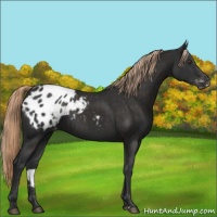 Horse Color:Liver Chestnut Sabino Appaloosa 