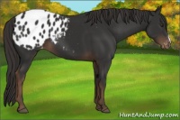 Horse Color:Liver Chestnut Appaloosa