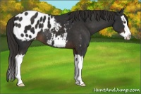 Horse Color:Liver Chestnut Sabino Splash Appaloosa 