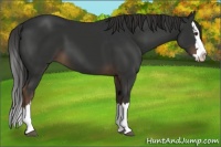 Horse Color:Liver Chestnut Sabino Splash
