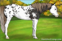 Horse Color:Liver Chestnut Splash Appaloosa 