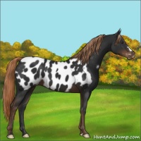 Horse Color:Liver Chestnut Appaloosa 