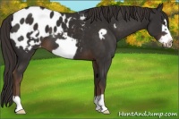 Horse Color:Liver Chestnut Frame Appaloosa 
