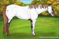 Horse Color:Liver Chestnut Near Fewspot 
