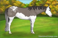 Horse Color:Grullo Splash Appaloosa 