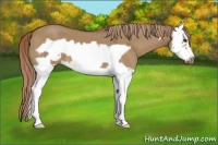 Horse Color:Red Dun Splash Frame