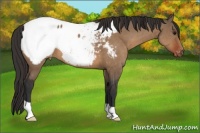 Horse Color:Brown Dun Appaloosa 