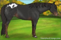 Horse Color:Liver Chestnut Appaloosa 