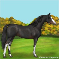 Horse Color:White Spotted Liver Chestnut Rabicano 