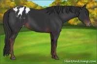 Horse Color:Liver Chestnut Appaloosa 