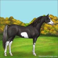 Horse Color:Liver Chestnut Splash Frame Appaloosa 