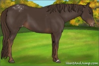 Horse Color:Liver Chestnut Appaloosa 