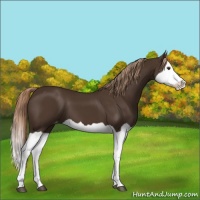 Horse Color:Liver Chestnut Splash Appaloosa 