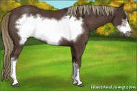 Horse Color:Liver Chestnut Frame Rabicano 