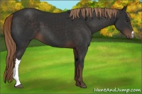 Horse Color:Liver Chestnut 