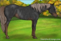 Horse Color:Liver Chestnut Rabicano 