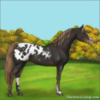 Horse Color:Liver Chestnut Sabino Appaloosa 