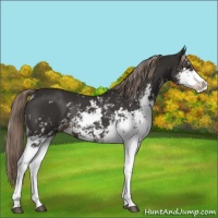 Horse Color:Liver Chestnut Sabino Rabicano 