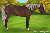 Horse Color:Gray Silver Bay 