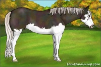 Horse Color:Midnight Silver Bay Roan Dun Splash Frame 