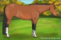 Horse Color:Bay 